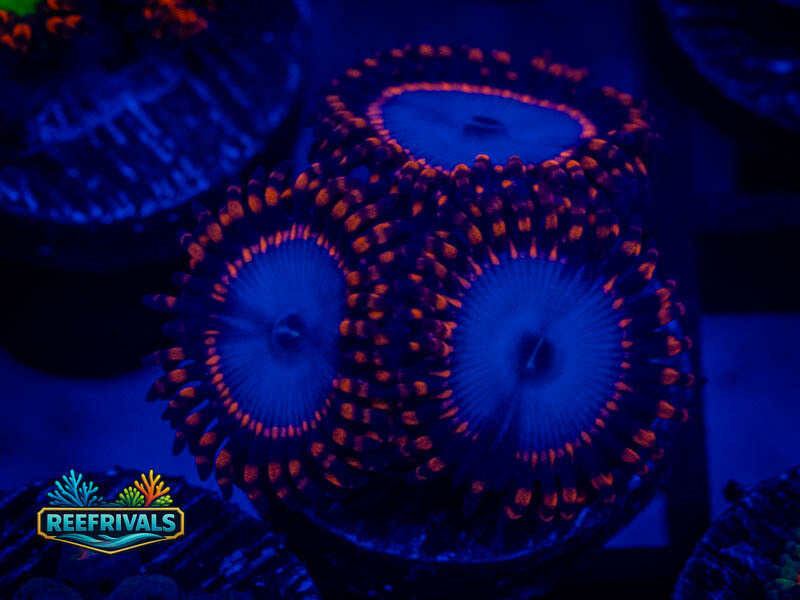 Zoanthids Spiderman Zoa WYSIWYG coral image | ReefRivals Zoanthids Spiderman Zoa coral image from ReefRivals, listed as Zoanthus sp. and Zoas
