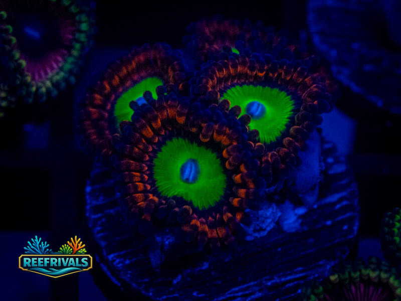 TG Bowser Zoa coral image from ReefRivals, listed as Zoanthus sp. and Zoas