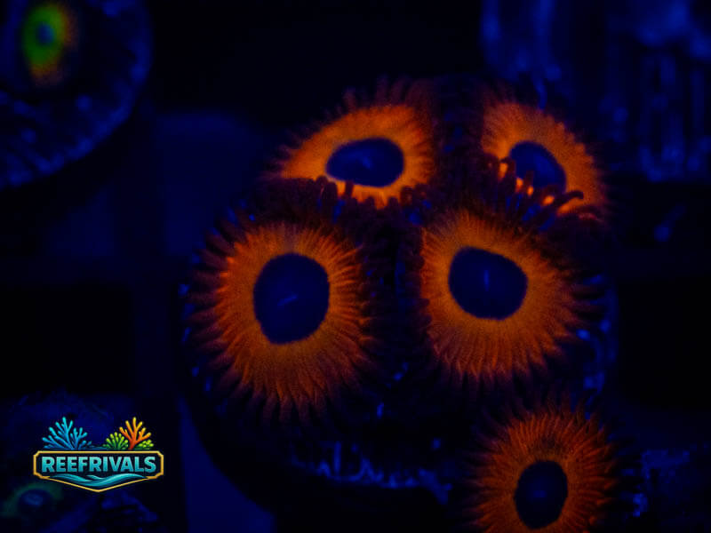 WWC Red Bull Zoa coral image from ReefRivals, listed as Zoanthus sp. and Zoas