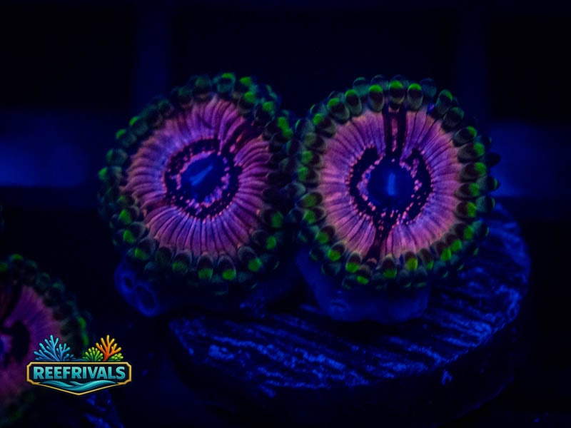 WWC Black Orchids Zoa WYSIWYG coral image | ReefRivals WWC Black Orchids Zoa coral image from ReefRivals, listed as Zoanthus sp. and Zoas