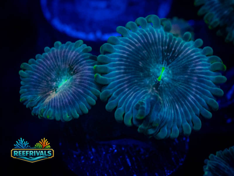 ARC Hawaiian Ding Dang Zoa WYSIWYG coral image | ReefRivals ARC Hawaiian Ding Dang Zoa coral image from ReefRivals, listed as Zoanthus sp. and Zoas