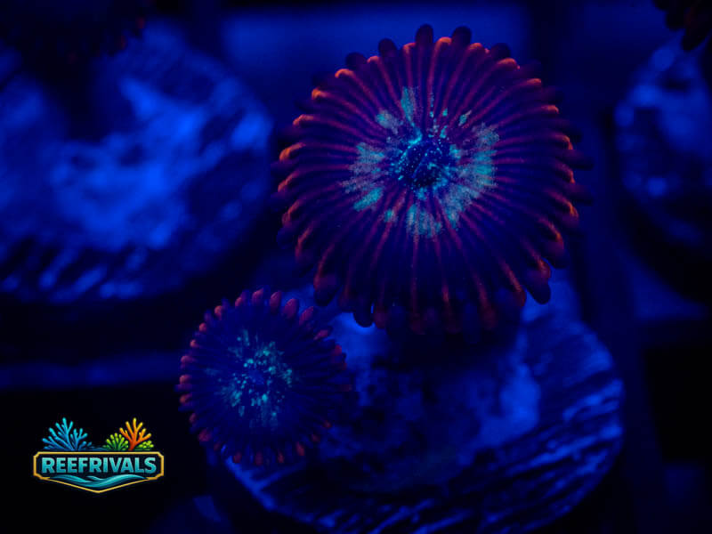 WA Purple People Eater Zoa WYSIWYG coral image | ReefRivals WA Purple People Eater Zoa coral image from ReefRivals, listed as Zoanthus sp. and Zoas