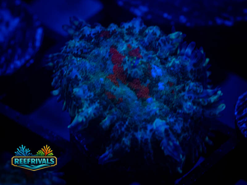 RVL Evil Eye Rhodactis Mushroom coral image from ReefRivals, listed as Rhodactis spp. and Mushrooms