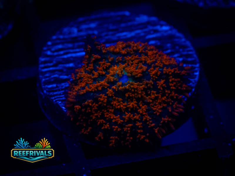 WWC Forest Fire Rhodactis Mushroom WYSIWYG coral image | ReefRivals WWC Forest Fire Rhodactis Mushroom coral image from ReefRivals, listed as Rhodactis spp. and Mushrooms