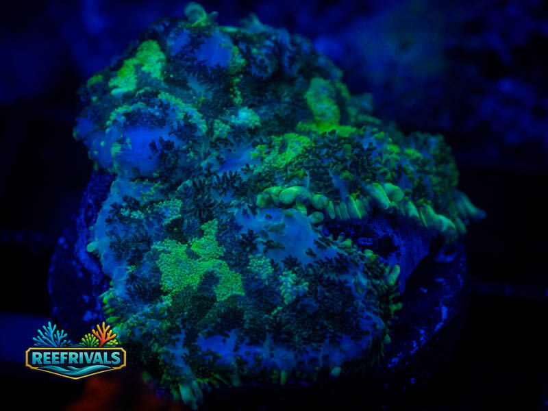 RVL Uranium Rhodactis Mushroom coral image from ReefRivals, listed as Rhodactis spp. and Mushrooms