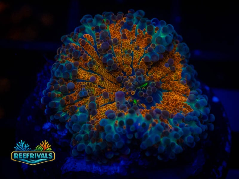 CC Ultra Orange Rainbow Yuma Mushroom WYSIWYG coral image | ReefRivals CC Ultra Orange Rainbow Yuma Mushroom coral image from ReefRivals, listed as Ricordea yuma and Mushrooms