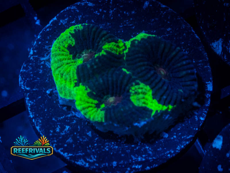 TSA Antivenom Favia coral image from ReefRivals, listed as Favia sp. and Favias