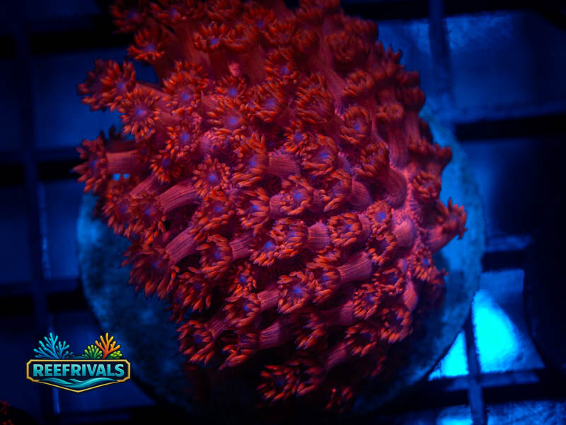 TSA Pink Dreams Goni (Small Frag) coral image | ReefRivals TSA Pink Dreams Goni (Small Frag) coral image from ReefRivals, listed as Goniopora sp. and Gonis