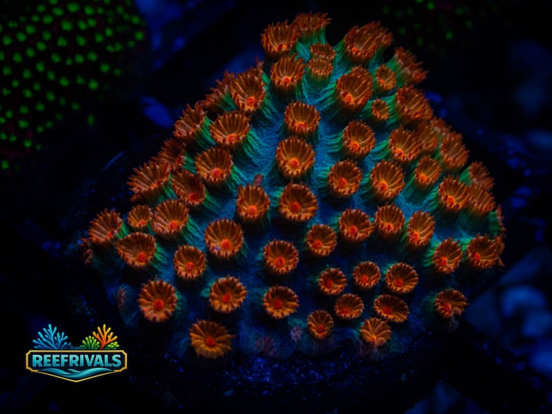 TG Meteor Shower Cyphastrea coral image | ReefRivals TG Meteor Shower Cyphastrea coral image from ReefRivals, listed as Cyphastrea sp. and Encrusting