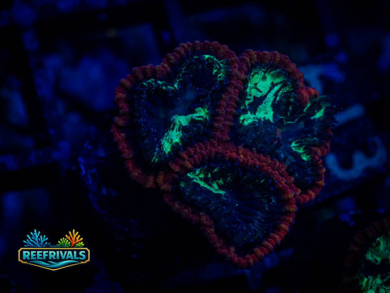 RVL Lava Rim Favia coral image | ReefRivals RVL Lava Rim Favia coral image from ReefRivals, listed as Favia sp. and Favias