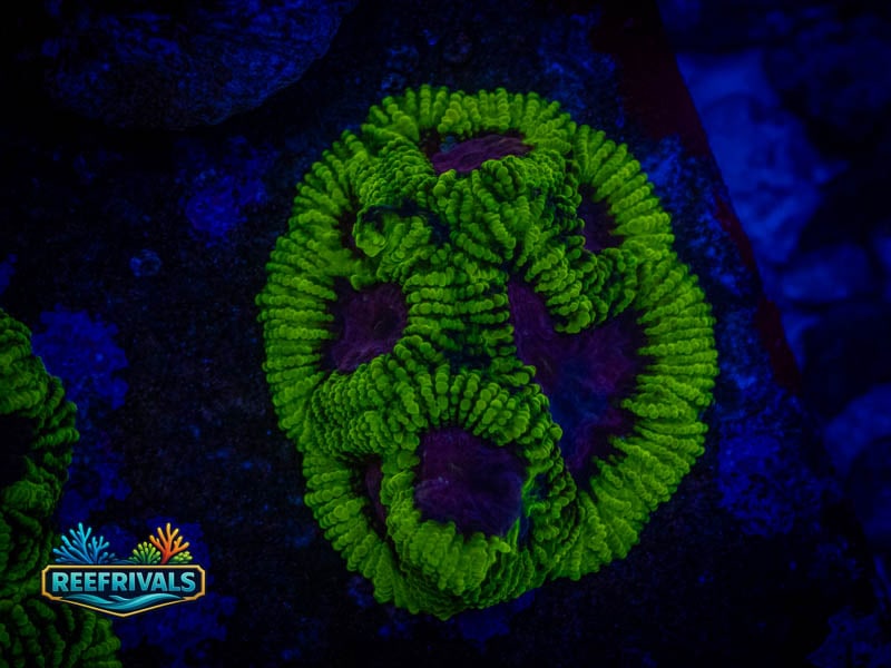 RVL Raptor's Peace Favia coral image | ReefRivals RVL Raptor's Peace Favia coral image from ReefRivals, listed as Favia sp. and Favias