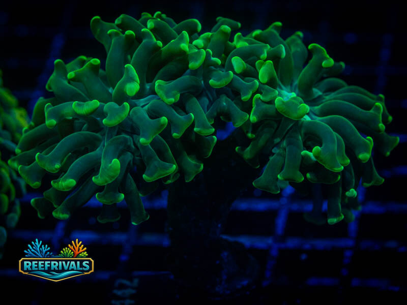 CA Emerald Bronzer Branching Hammer (2 Heads) coral image | ReefRivals CA Emerald Bronzer Branching Hammer (2 Heads) coral image from ReefRivals, listed as Zoanthus sp. and Zoas