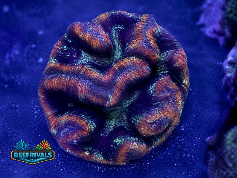 RVL Indo Ultra Trachy (XL!!!) WYSIWYG coral image | ReefRivals RVL Indo Ultra Trachy (XL!!!) coral image from ReefRivals, listed as Trachyphyllia sp. and Encrusting