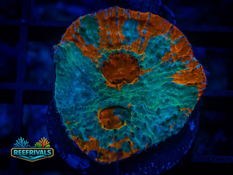 ARC Rainbow Goku Chalice WYSIWYG coral image | ReefRivals ARC Rainbow Goku Chalice coral image from ReefRivals, listed as Echinophyllia sp. and Chalices