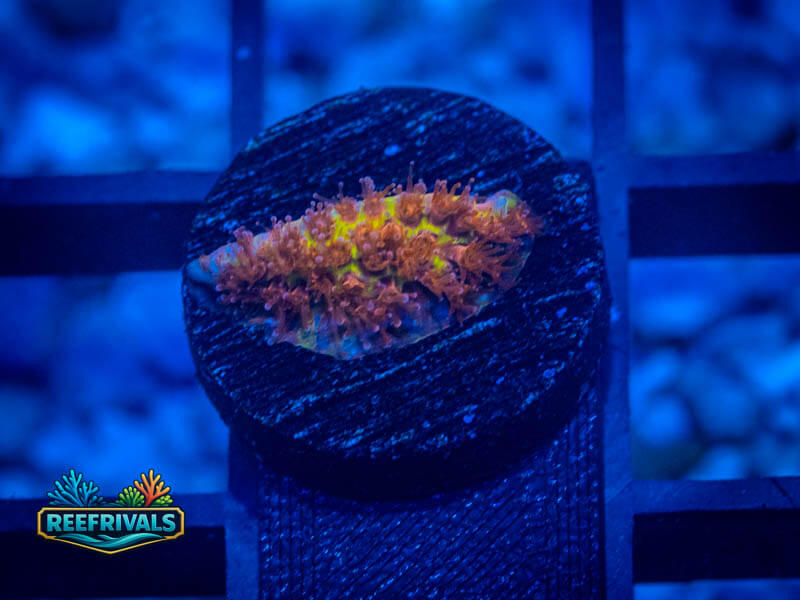 JFN Burning Banana WYSIWYG coral image | ReefRivals JFN Burning Banana coral image from ReefRivals, listed as Stylocoeniella spp. and LPS Fleshy