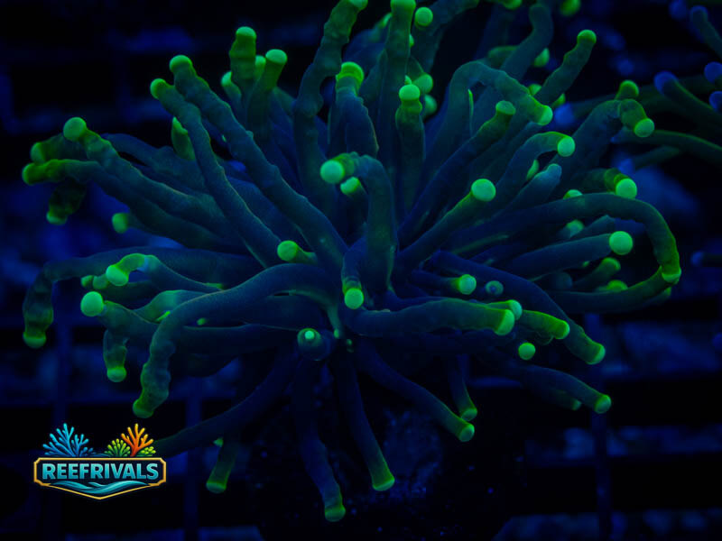 RVL Blacklight Torch WYSIWYG coral image | ReefRivals RVL Blacklight Torch coral image from ReefRivals, listed as Euphyllia glabrescens and Torches