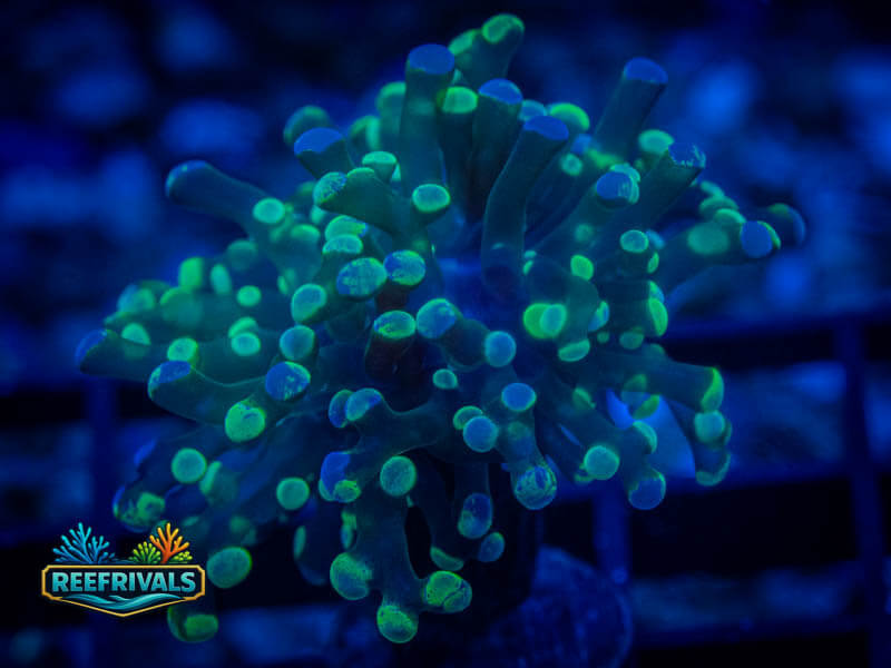 RVL Green Splatter Frammer coral image from ReefRivals, listed as Fimbriaphyllia ancora and Soft Coral