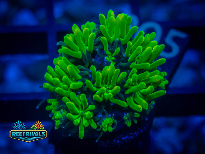WWC Lemonade Galaxea WYSIWYG coral image | ReefRivals WWC Lemonade Galaxea coral image from ReefRivals, listed as Galaxea sp. and LPS Fleshy