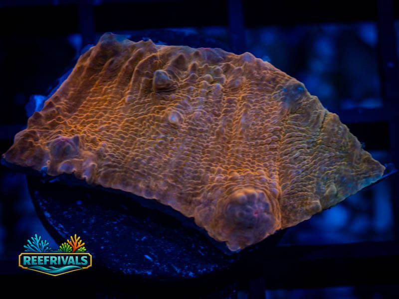 RVL Proper Peach Chalice coral image from ReefRivals, listed as Echinophyllia sp. and Chalices