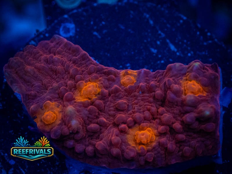 TG Golden Eye Chalice coral image from ReefRivals, listed as Echinophyllia sp. and Chalices