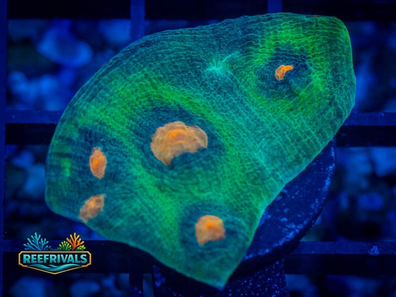 WWC Space Invader Chalice WYSIWYG coral image | ReefRivals WWC Space Invader Chalice coral image from ReefRivals, listed as Echinophyllia sp. and Chalices