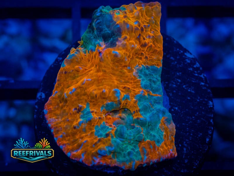 ARC Rainbow Goku Chalice WYSIWYG coral image | ReefRivals ARC Rainbow Goku Chalice coral image from ReefRivals, listed as Echinophyllia sp. and Chalices