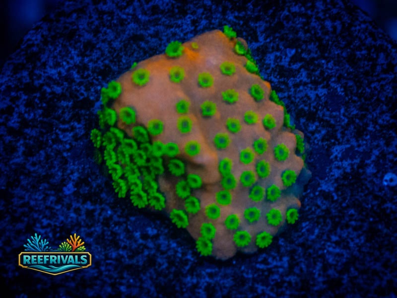 SC Sunset Monti WYSIWYG coral image | ReefRivals SC Sunset Monti coral image from ReefRivals, listed as Montipora sp. and Montis