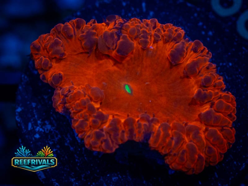 TG Blackwidow Blasto WYSIWYG coral image | ReefRivals TG Blackwidow Blasto coral image from ReefRivals, listed as Blastomussa sp. and LPS Fleshy