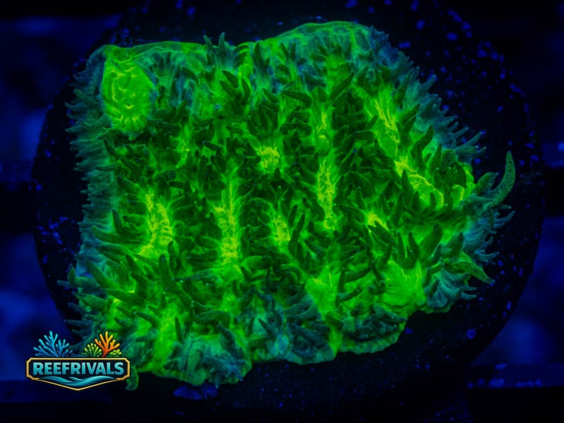 TSA Lemon Lime Hydnophora WYSIWYG coral image | ReefRivals TSA Lemon Lime Hydnophora coral image from ReefRivals, listed as Hydnophora sp. and SPS Branching