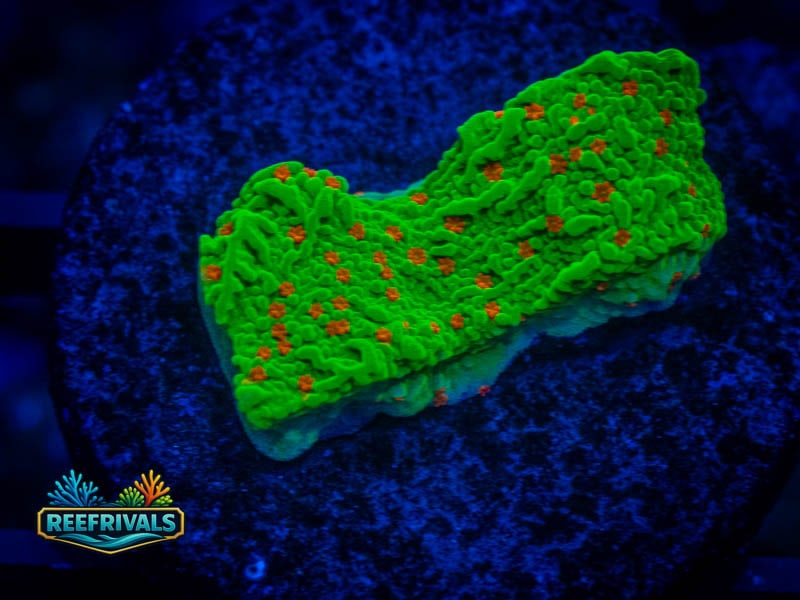 WWC Seasons Greetings Monti coral image from ReefRivals, listed as Montipora sp. and Montis