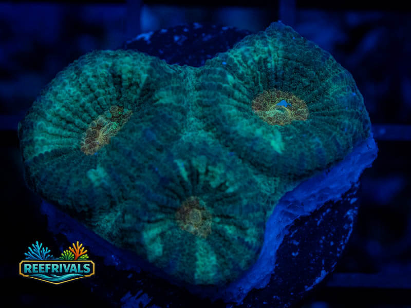QCC Citrus Core Favia WYSIWYG coral image | ReefRivals QCC Citrus Core Favia coral image from ReefRivals, listed as Favia sp. and Favias