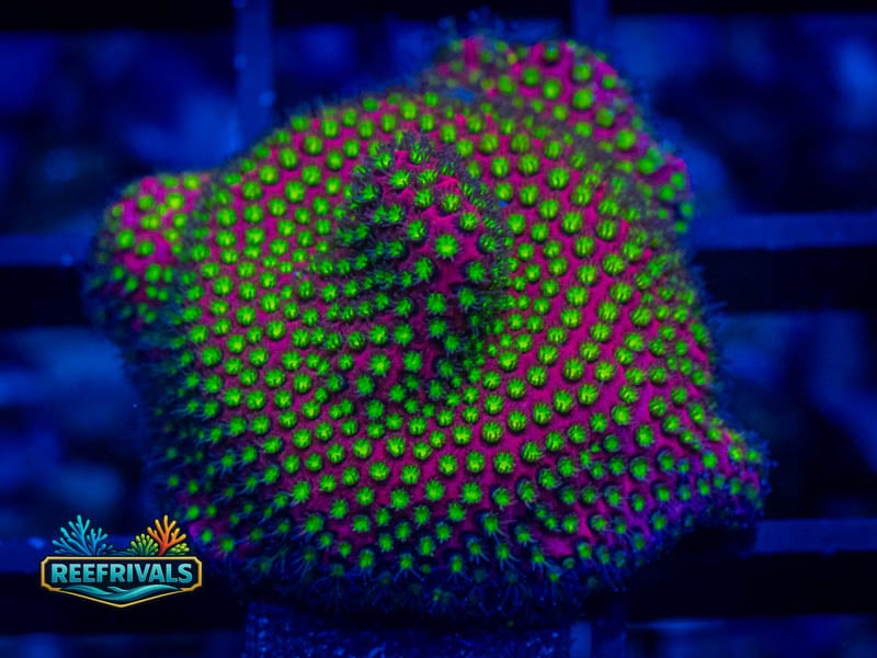 WWC Electric Daisy Stylo WYSIWYG coral image | ReefRivals WWC Electric Daisy Stylo coral image from ReefRivals, listed as Stylocoeniella spp. and SPS Branching