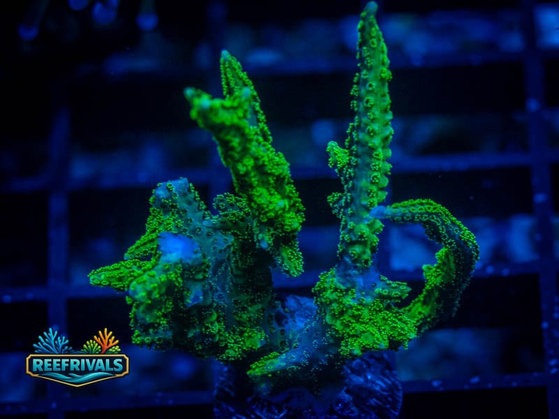 RVL Neon Green Birdsnest coral image from ReefRivals, listed as Seriatopora sp. and SPS Branching
