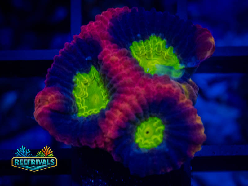 TSA Dragon Soul Favia coral image from ReefRivals, listed as Favia sp. and Favias