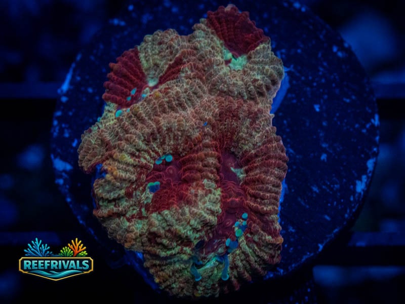 RVL Blood Red Favia WYSIWYG coral image | ReefRivals RVL Blood Red Favia coral image from ReefRivals, listed as Favia sp. and Favias