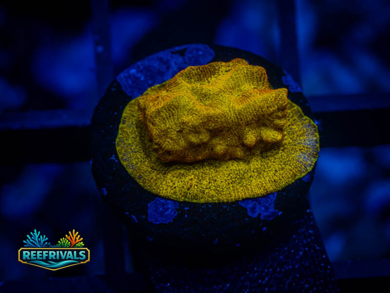 RVL 24K Lepto WYSIWYG coral image | ReefRivals RVL 24K Lepto coral image from ReefRivals, listed as Leptoseris sp. and Encrusting