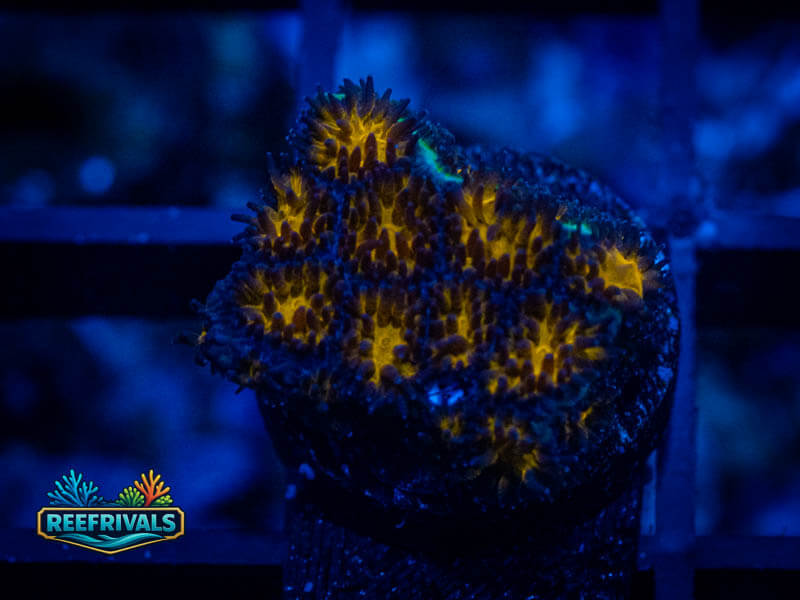 WWC Burning Leptastrea WYSIWYG coral image | ReefRivals WWC Burning Leptastrea coral image from ReefRivals, listed as Leptastrea sp. and Encrusting