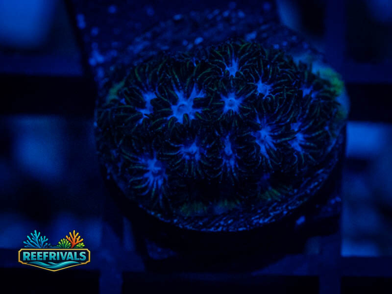 RS Mr. Freeze Leptastrea coral image from ReefRivals, listed as Leptastrea sp. and Encrusting