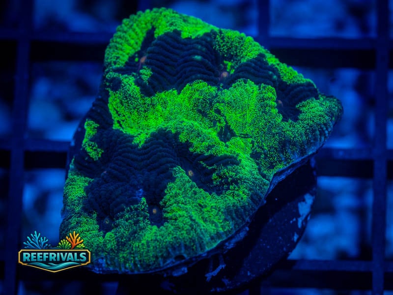 TSA Antivenom Favia WYSIWYG coral image | ReefRivals TSA Antivenom Favia coral image from ReefRivals, listed as Favia sp. and Favias