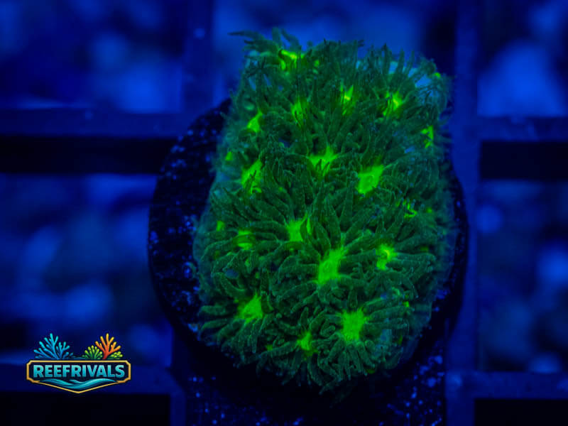 TSA Jade Leptastrea WYSIWYG coral image | ReefRivals TSA Jade Leptastrea coral image from ReefRivals, listed as Leptastrea sp. and SPS Branching
