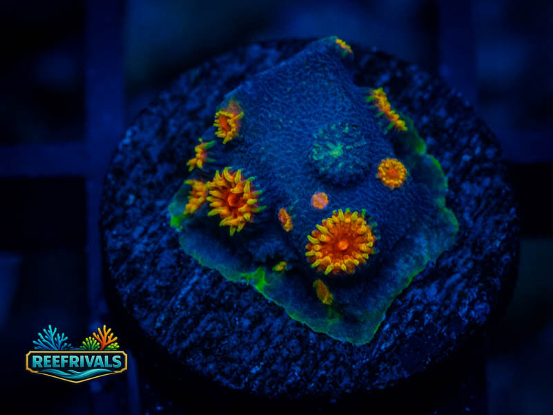 TSA Bizarro Cyphastrea coral image from ReefRivals, listed as Cyphastrea sp. and Encrusting
