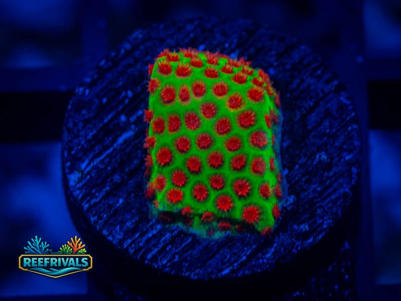 WWC The Grinchy Porites coral image from ReefRivals, listed as Porites sp. and SPS Branching