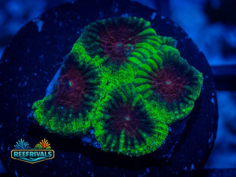 WWC Christmas Favia coral image from ReefRivals, listed as Favia sp. and Favias