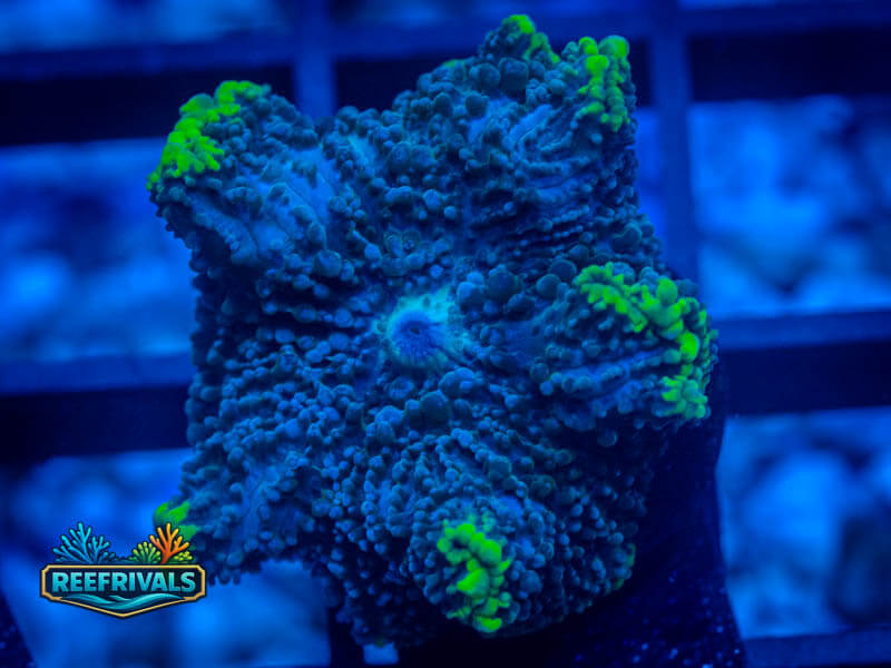 RVL Ocean Blue Muchroom coral image from ReefRivals, listed as Discosoma sp. and Mushrooms