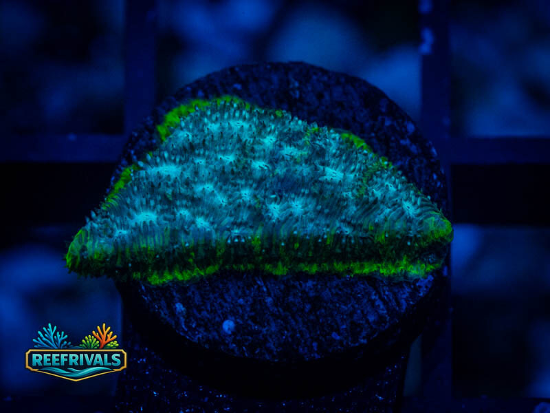 WWC Mr. Freeze Lepto WYSIWYG coral image | ReefRivals WWC Mr. Freeze Lepto coral image from ReefRivals, listed as Psammocora sp. and Encrusting