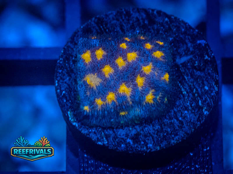 Jf Outer Space Psammocora WYSIWYG coral image | ReefRivals Jf Outer Space Psammocora coral image from ReefRivals, listed as Psammocora sp. and Encrusting
