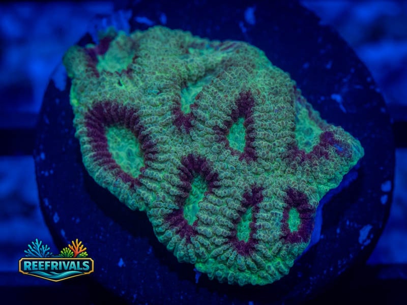 RC Superhero Favia WYSIWYG coral image | ReefRivals RC Superhero Favia coral image from ReefRivals, listed as Favia sp. and Favias