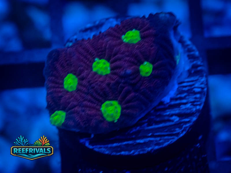 RVL Green Eyed Favia coral image from ReefRivals, listed as Favia sp. and Favias