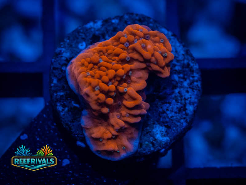 WWC Fire Mage Monti WYSIWYG coral image | ReefRivals WWC Fire Mage Monti coral image from ReefRivals, listed as Montipora sp. and Montis