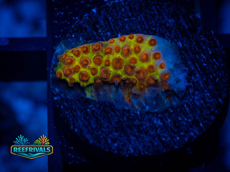 JF Burning Banana Stylo WYSIWYG coral image | ReefRivals JF Burning Banana Stylo coral image from ReefRivals, listed as Stylocoeniella spp. and Encrusting